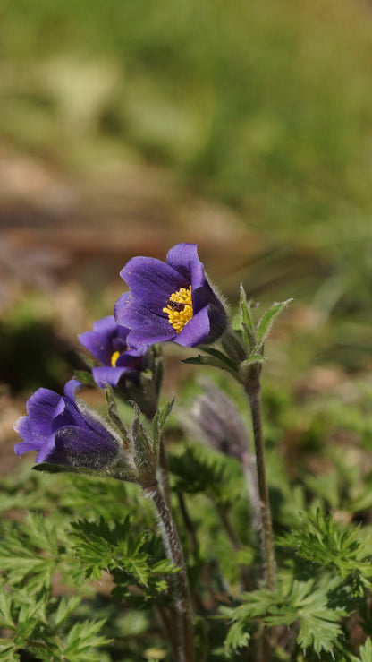 Pulsatilla ambigua - Küchenschelle