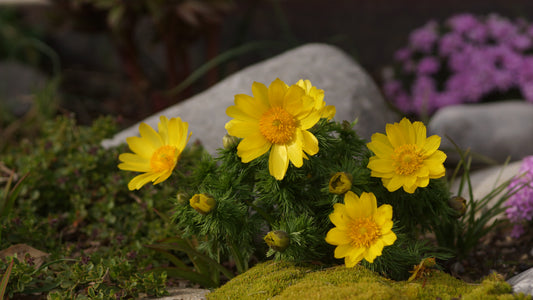 Adonis vernalis - Frühlings-Adonisröschen