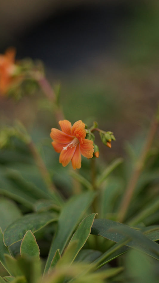 Lewisia cotyledon 'Orangeglut' - Bitterwurz