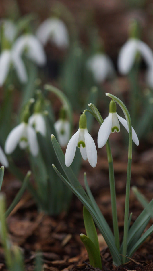 Galanthus nivalis 'Charlotte' - Schneeglöckchen