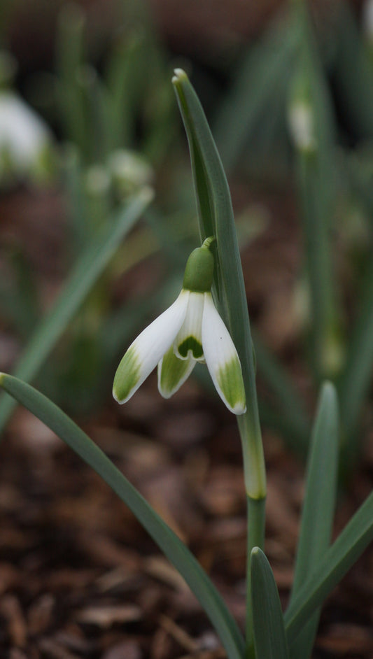 Galanthus nivalis 'Warei' - Schneeglöckchen