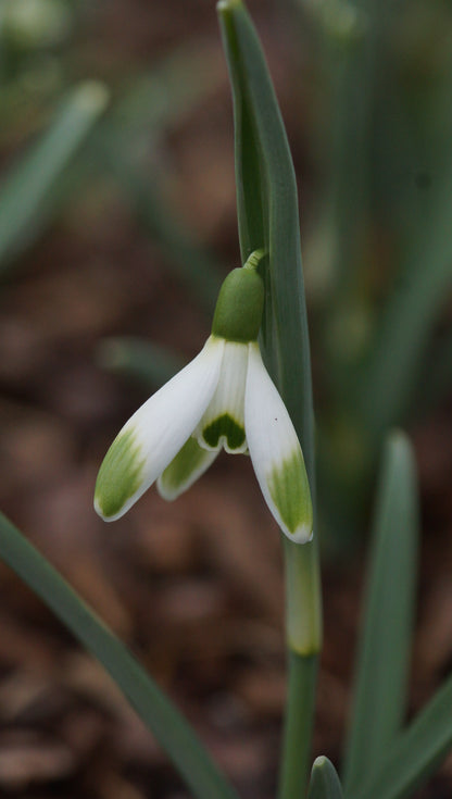 Galanthus nivalis 'Warei' - Schneeglöckchen