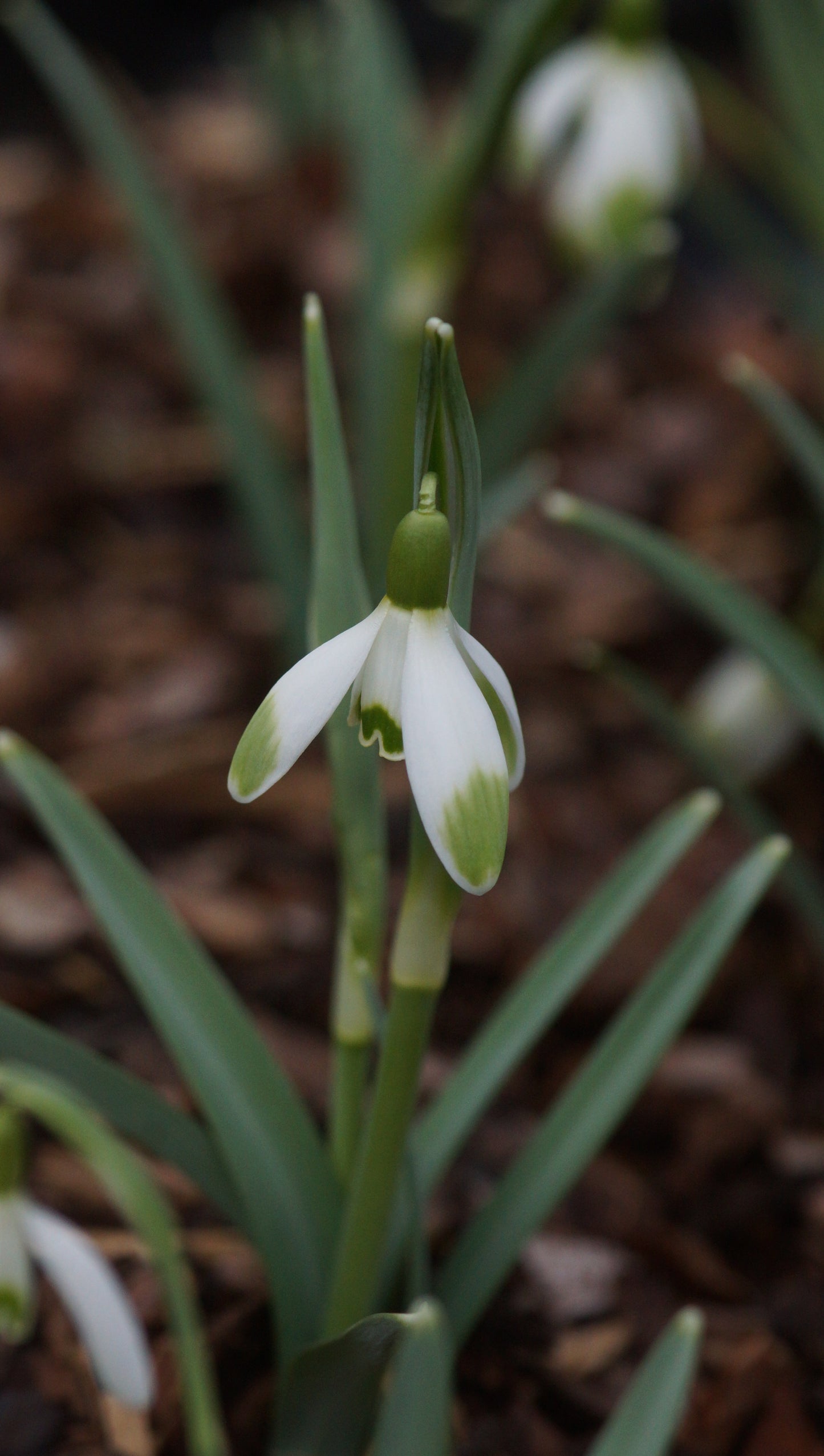 Galanthus nivalis 'Warei' - Schneeglöckchen