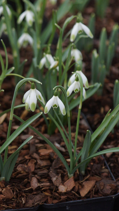 Galanthus nivalis 'Viridapice' - Schneeglöckchen