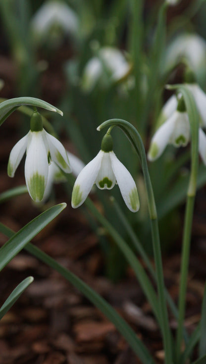 Galanthus nivalis 'Viridapice' - Schneeglöckchen