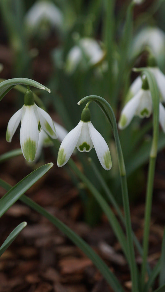 Galanthus nivalis 'Viridapice' - Schneeglöckchen