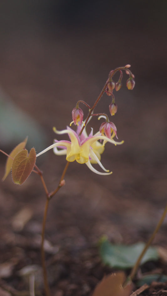 Epimedium davidii x leptorrhizum 'Fire Dragon' - Elfenblume