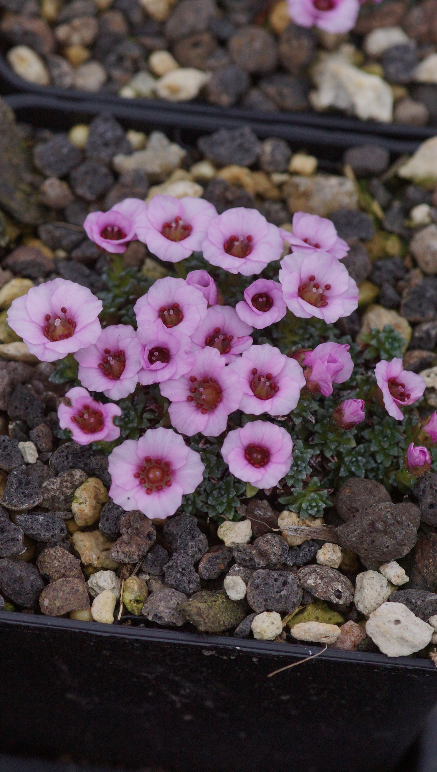 Saxifraga Hybride 'Sissi' - Frühlings-Steinbrech