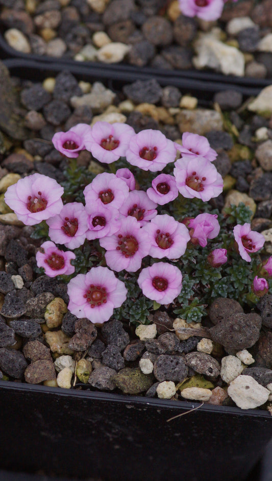 Saxifraga Hybride 'Sissi' - Frühlings-Steinbrech