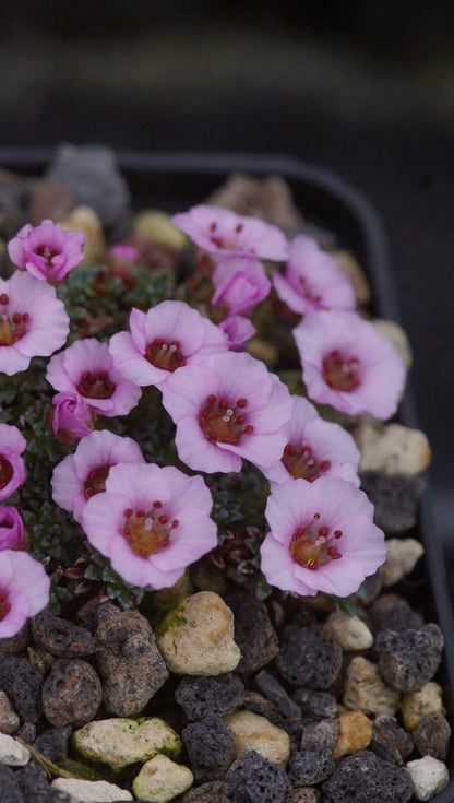 Saxifraga Hybride 'Sissi' - Frühlings-Steinbrech