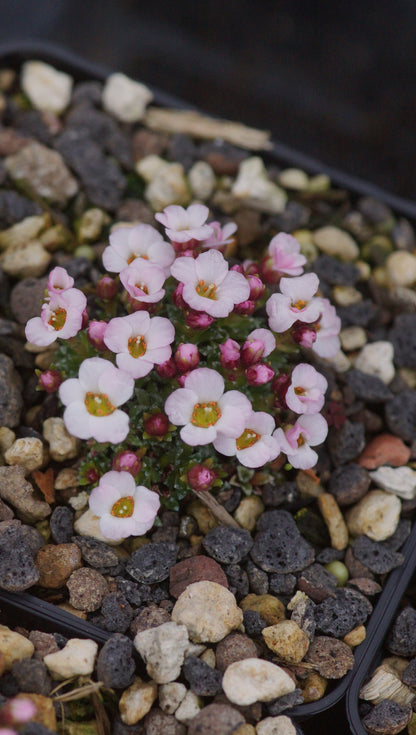 Saxifraga x irvingii 'Jenkinsae' - Vorfrühlings-Steinbrech