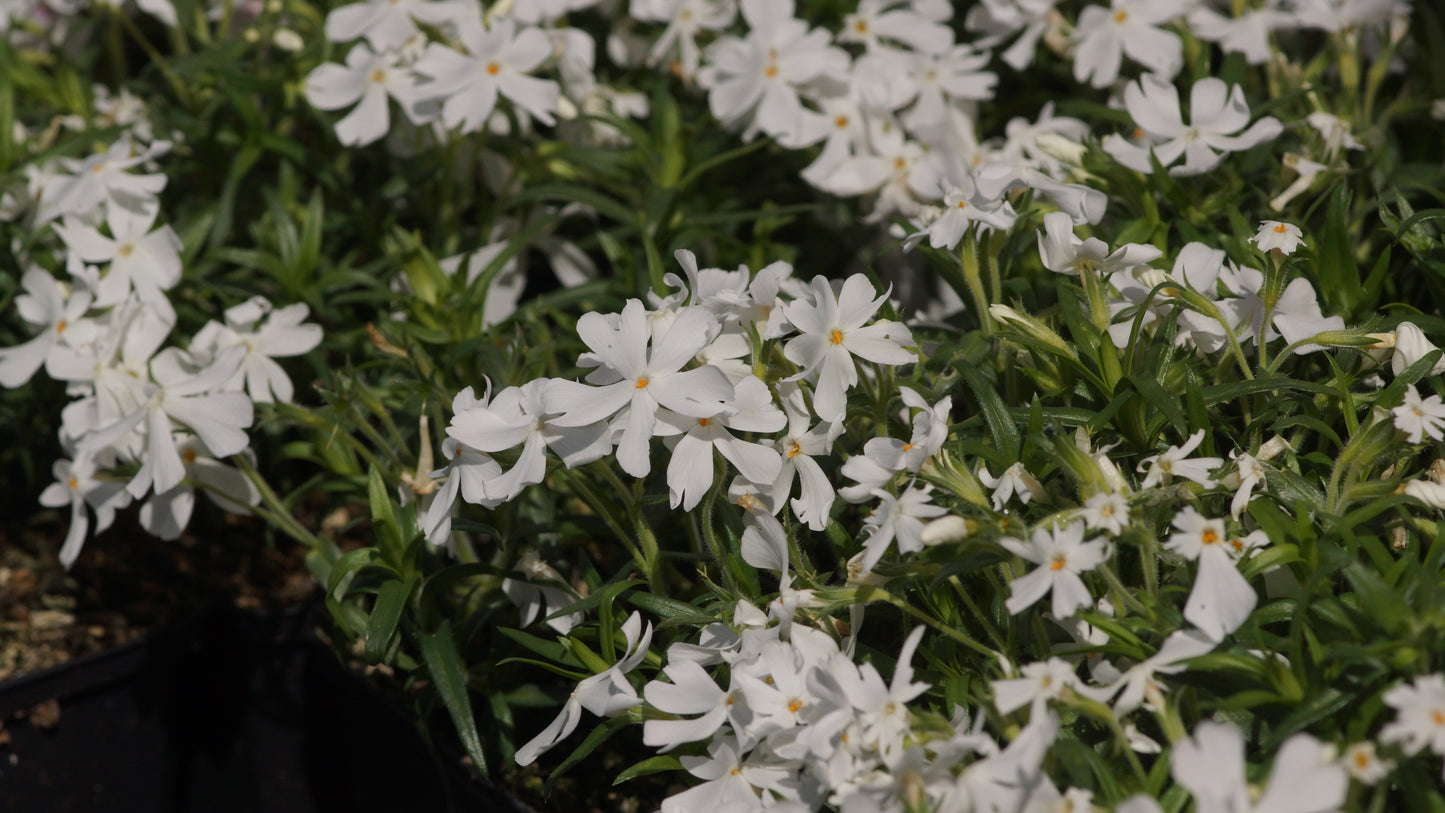 Phlox subulata 'Calvides White' - Polster-Phlox