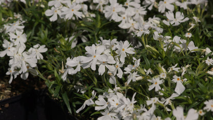 Phlox subulata 'Calvides White' - Polster-Phlox