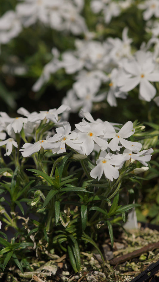 Phlox subulata 'Calvides White' - Polster-Phlox