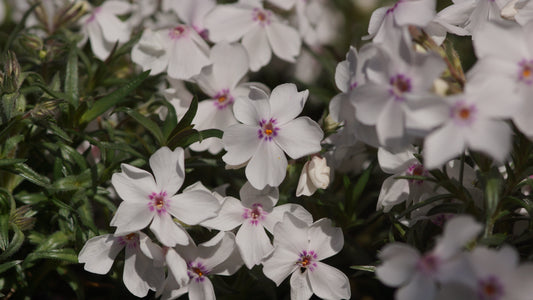 Phlox subulata 'Amazing Grace' - Polster-Phlox
