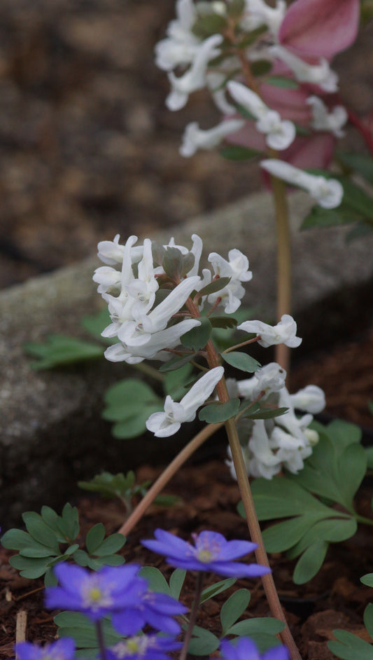 Corydalis solida 'Snowy Owl' - Gefingerter Lerchensporn