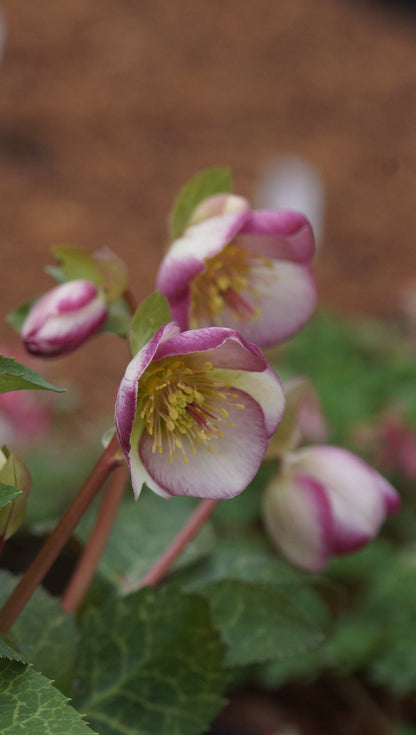Helleborus Hybride 'Frostkiss Glendas Gloss' - Christrose