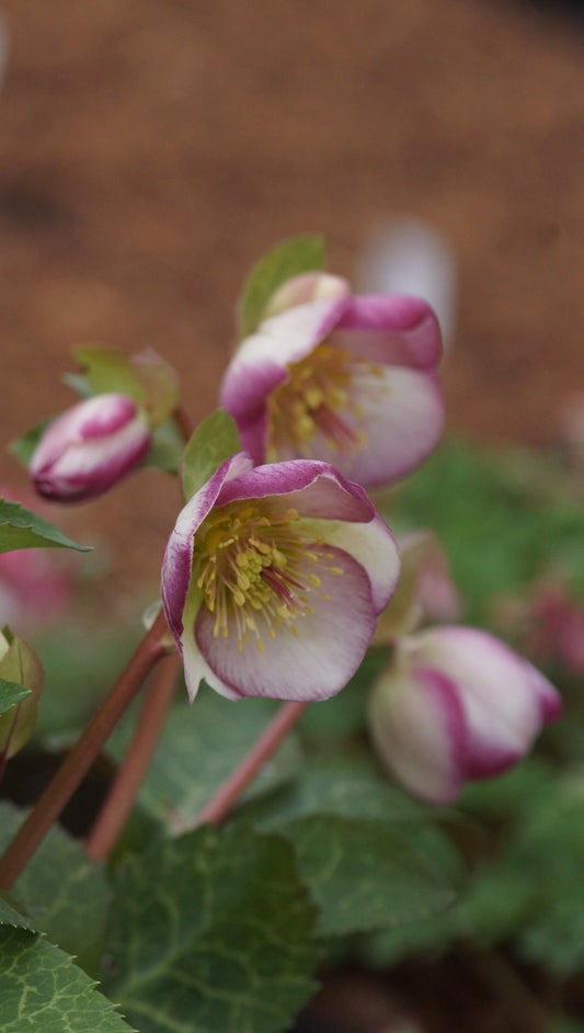 Helleborus Hybride 'Frostkiss Glendas Gloss' - Christrose