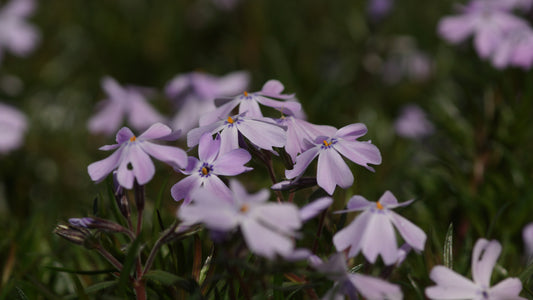 Phlox subulata 'Emerald Cushion Blue' - Polster-Phlox