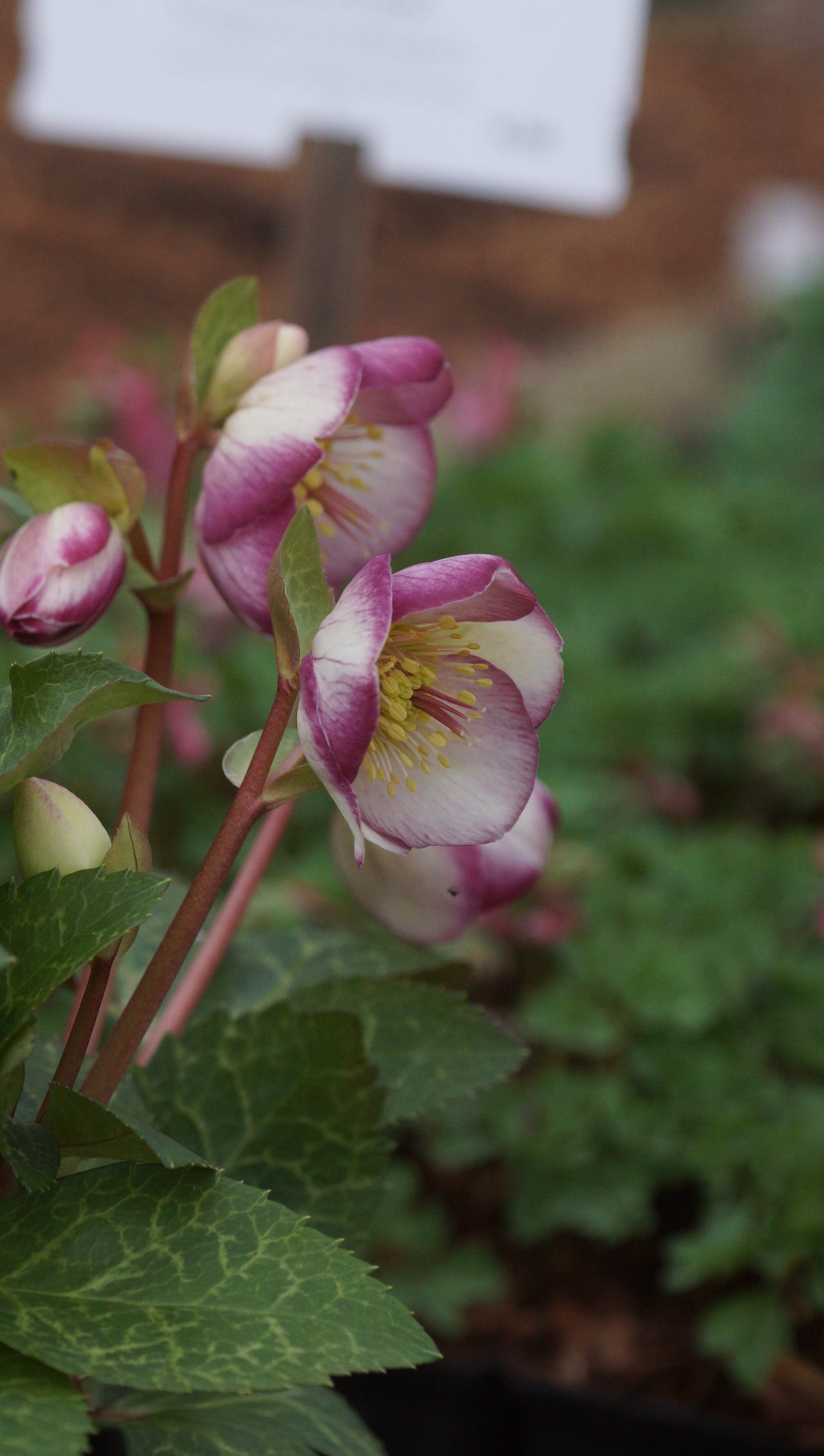 Helleborus Hybride 'Frostkiss Glendas Gloss' - Christrose