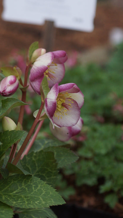 Helleborus Hybride 'Frostkiss Glendas Gloss' - Christrose