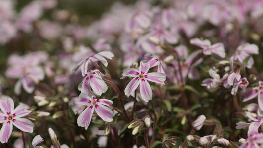 Phlox subulata 'Candy Stripes' - Polster-Phlox