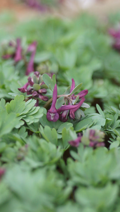 Corydalis solida 'Puprle Bird' - Gefingerter Lerchensporn
