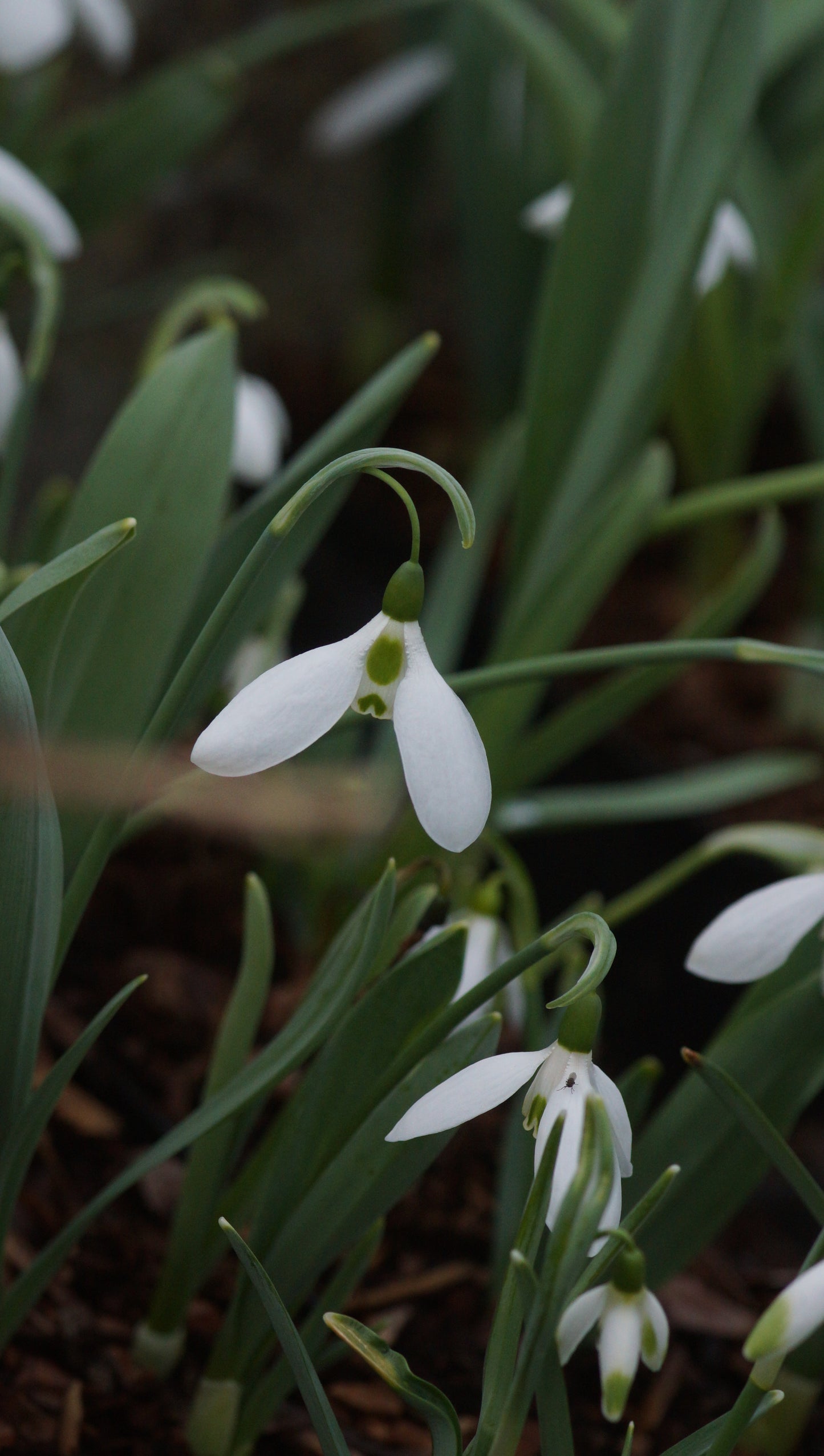 Galanthus elwesii subsp. elwesii - Elwes-Schneeglöckchen