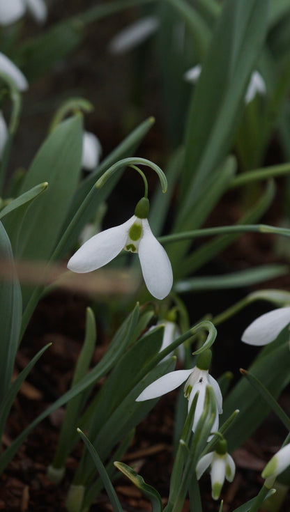 Galanthus elwesii subsp. elwesii - Elwes-Schneeglöckchen