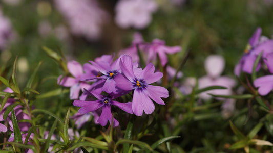 Phlox subulata 'Purple Beauty' - Polster-Phlox