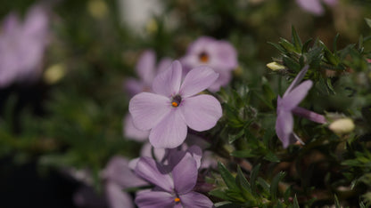 Phlox douglasii 'Lilac Cloud' - Polster-Phlox