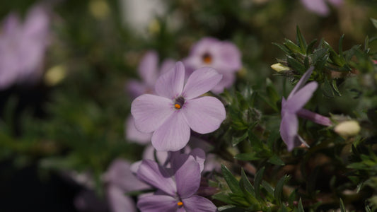 Phlox douglasii 'Lilac Cloud' - Polster-Phlox