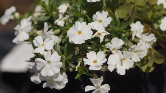 Phlox douglasii 'White Admiral' - Polster-Phlox