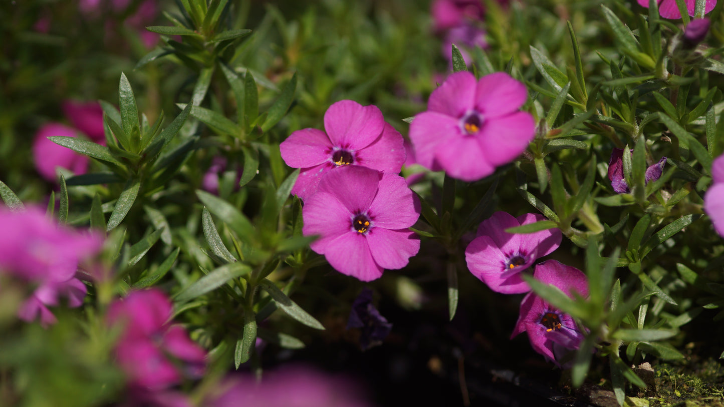 Phlox douglasii 'Red Admiral' - Polster-Phlox