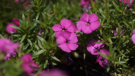 Phlox douglasii 'Red Admiral' - Polster-Phlox