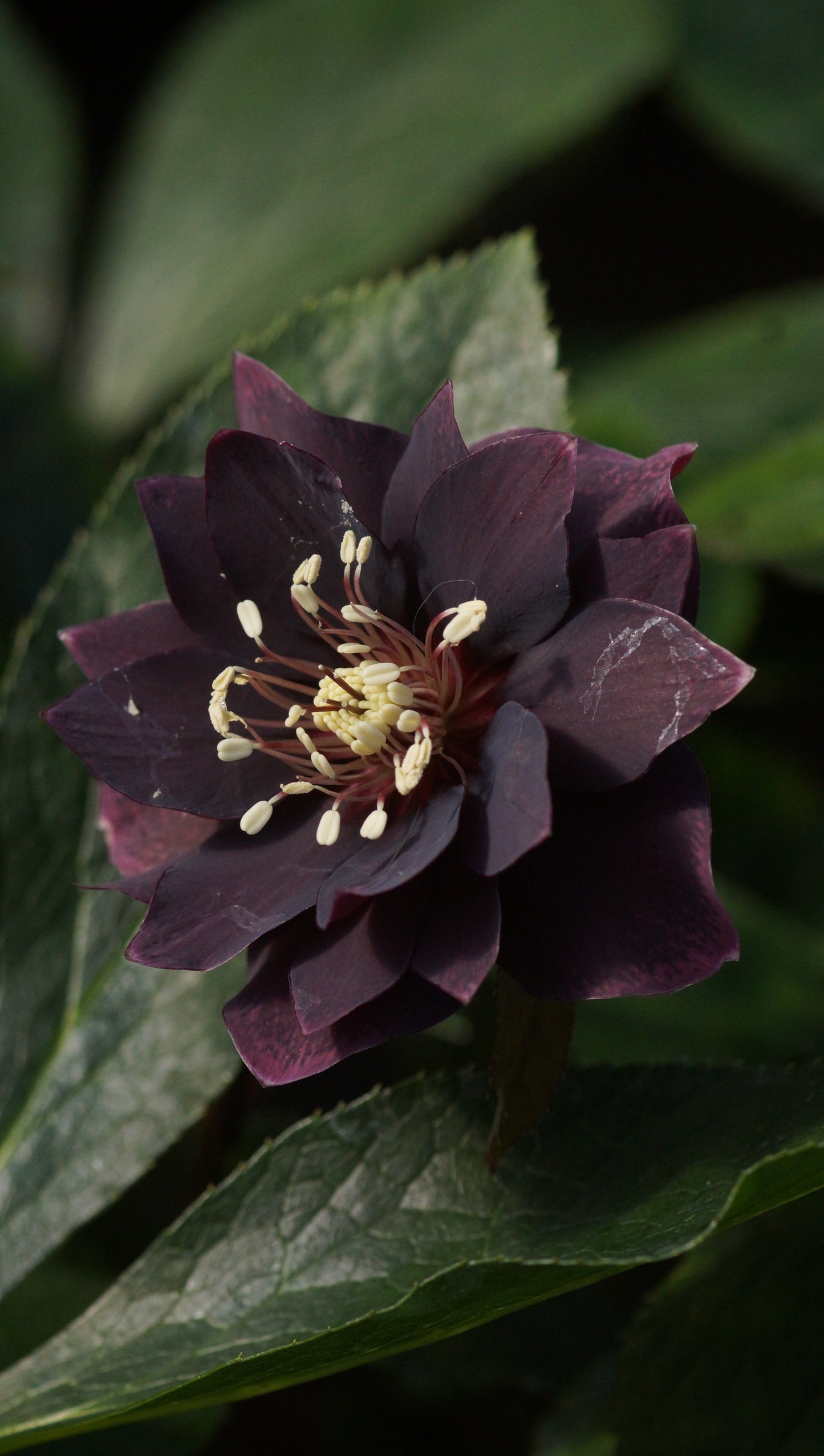 Helleborus orientalis 'Double Ellen Purple' - Lenzrose