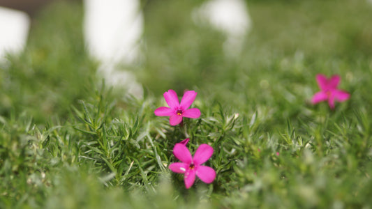 Phlox douglasii 'Crackerjack' - Polster-Phlox