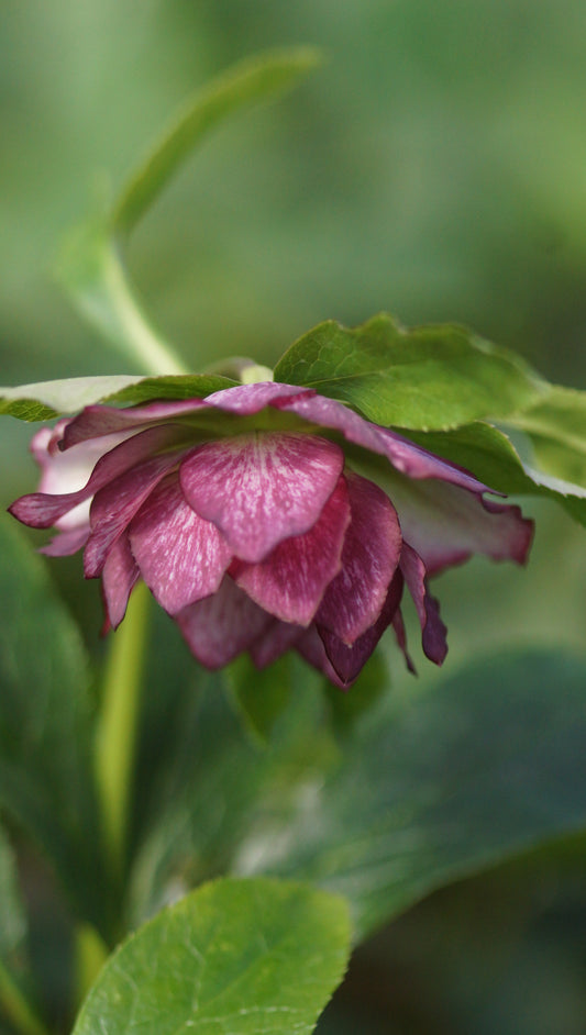 Helleborus orientalis 'Double Ellen Picotee' - Lenzrose