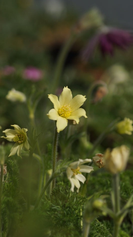 Pulsatilla albana 'Lutea' - Kaukasus-Kuhschelle