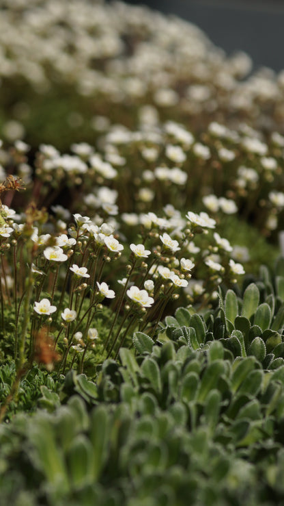 Saxifraga pubescens subsp. iratiana - Moos-Steinbrech