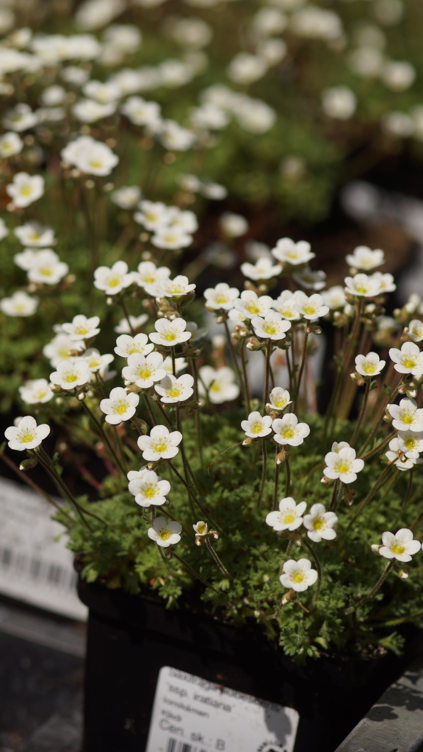 Saxifraga pubescens subsp. iratiana - Moos-Steinbrech