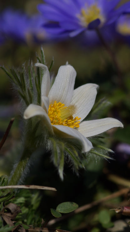 Pulsatilla vulgaris 'Alba' - Küchenschelle