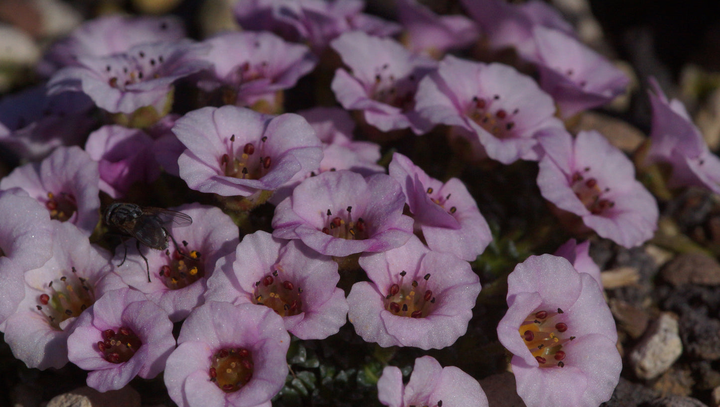 Saxifraga Hybride 'Sissi' - Frühlings-Steinbrech