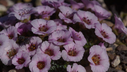 Saxifraga Hybride 'Sissi' - Frühlings-Steinbrech