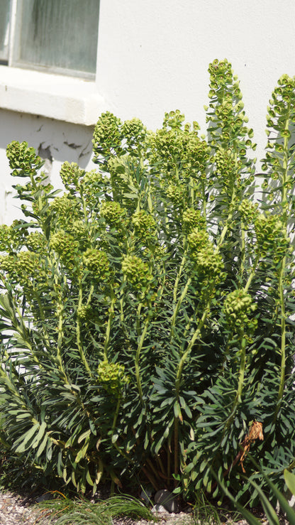 Euphorbia characias subsp. wulfenii - Mittelmeer-Wolfsmilch
