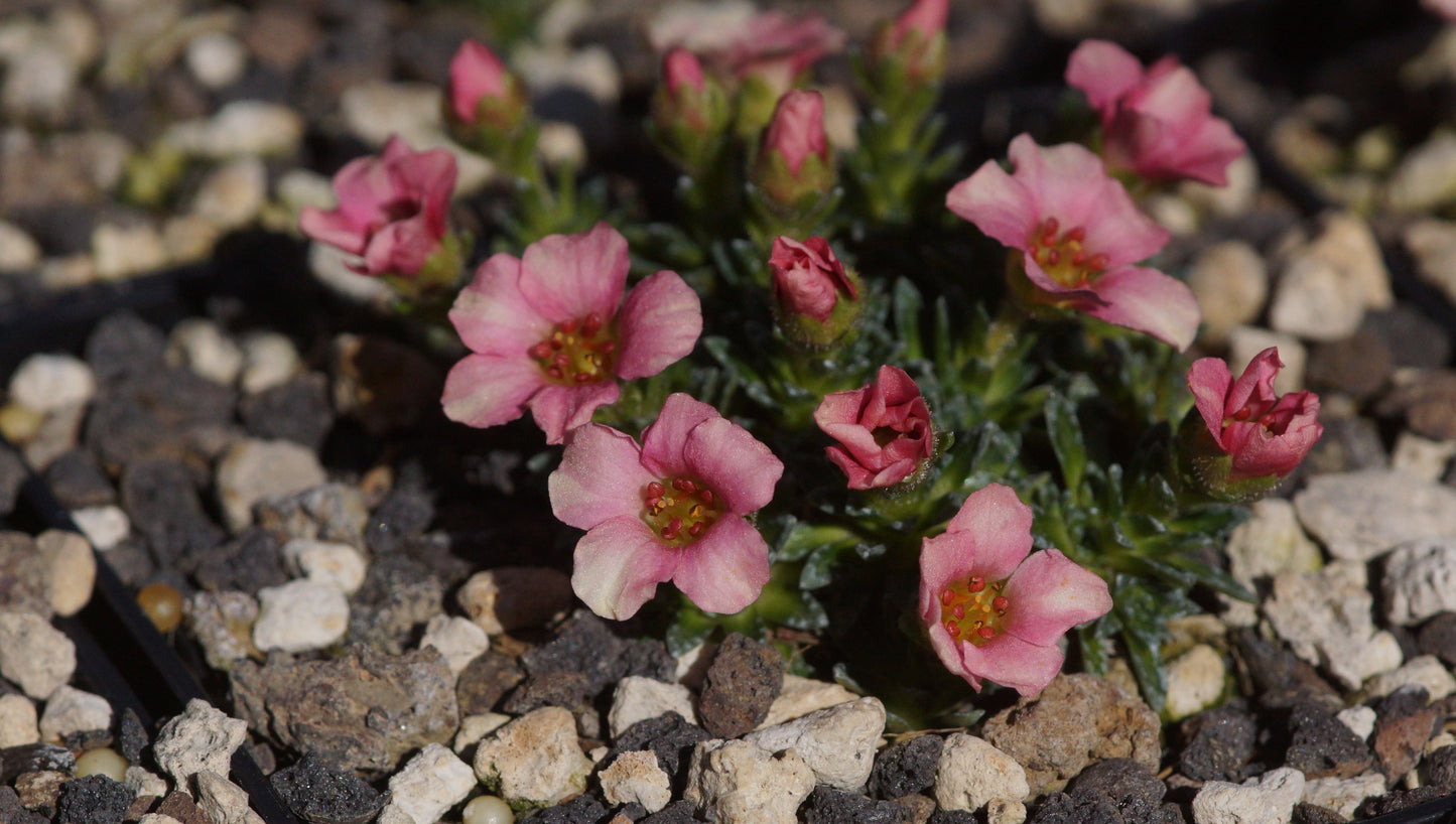 Saxifraga Hybride 'Peach Melba' - Vorfrühlings-Steinbrech