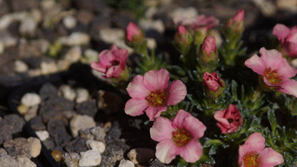 Saxifraga Hybride 'Peach Melba' - Vorfrühlings-Steinbrech