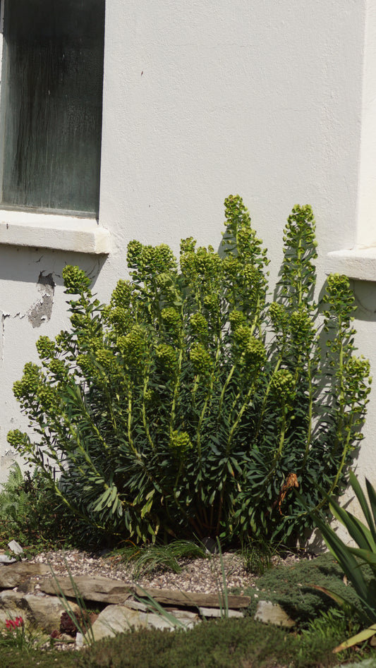 Euphorbia characias subsp. wulfenii - Mittelmeer-Wolfsmilch