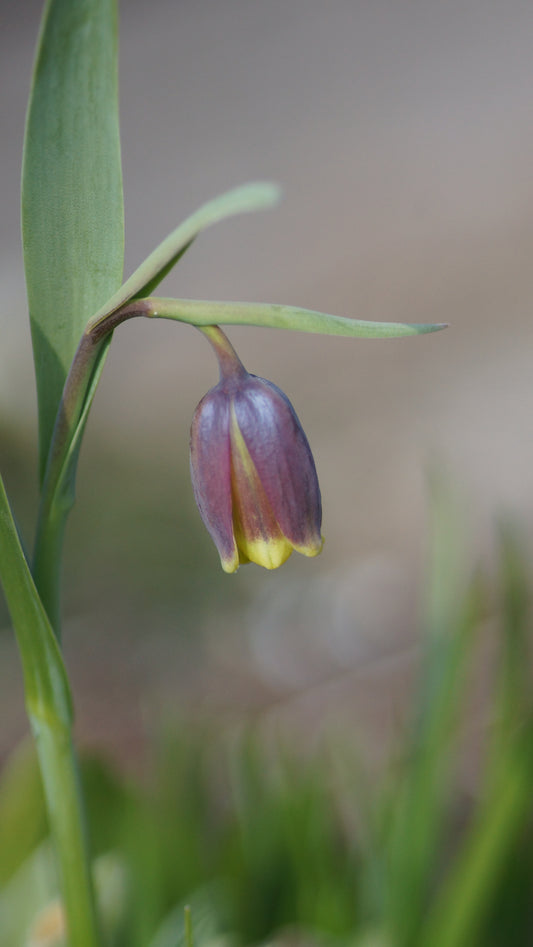 Fritillaria uva-vulpis - Fuchstrauben-Schachbrettblume