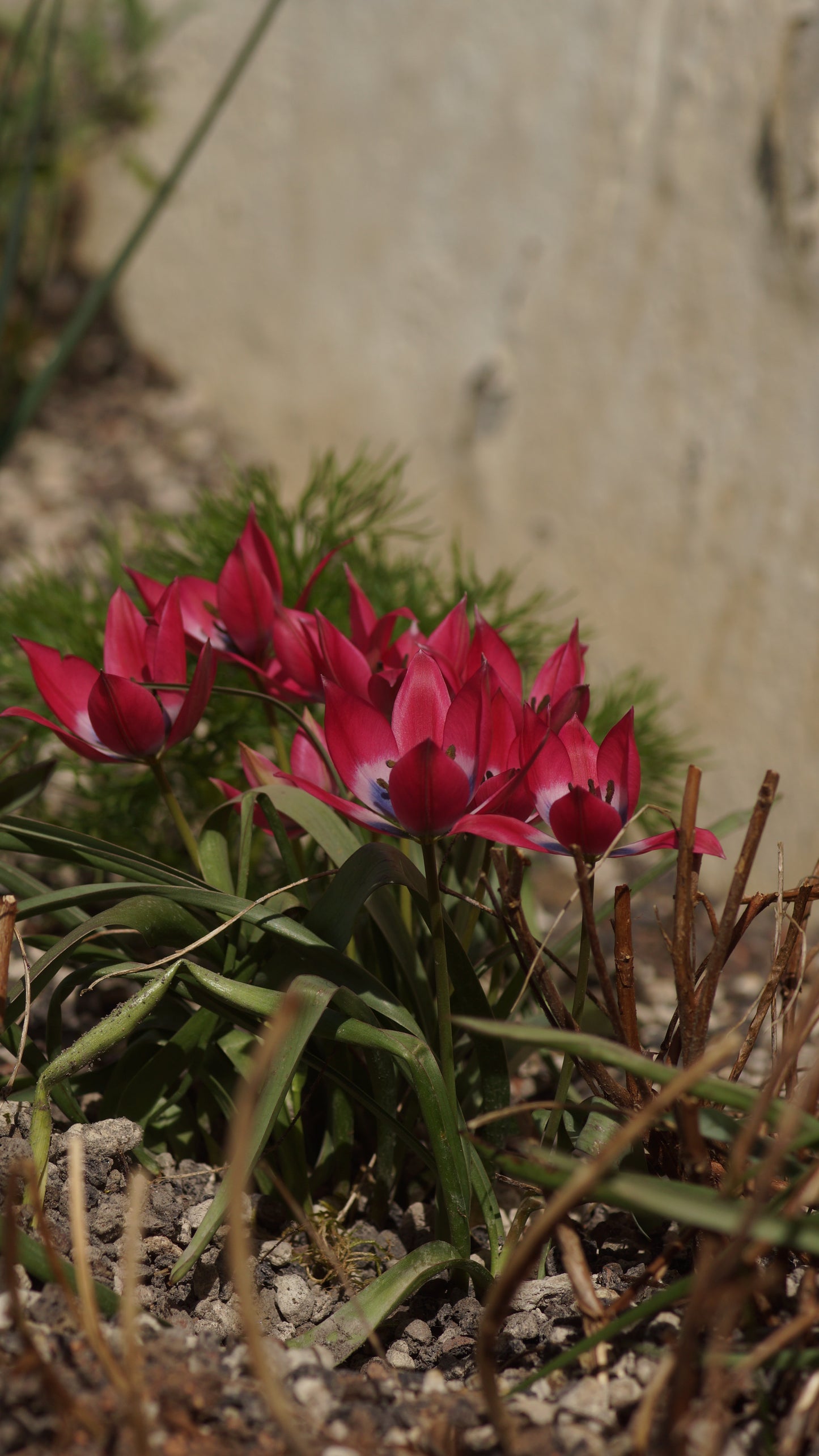 Tulipa humilis 'Liliput' - Zwerg-Tulpe